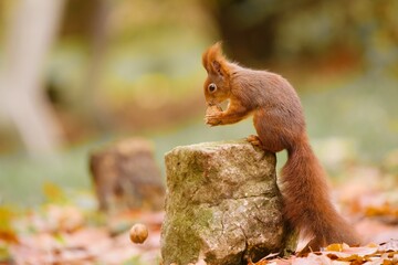 Poster - A cute european red squirrel sits on a stone and eats a nut.  Sciurus vulgaris