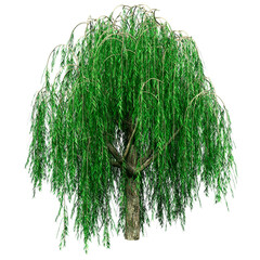 Wall Mural - 3d rendering weeping willow on white
