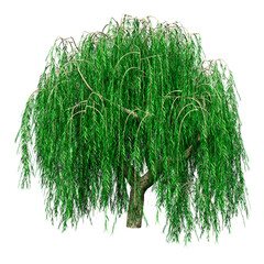 Wall Mural - 3d rendering weeping willow on white