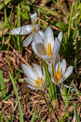 Wall Mural - Crocus in un prato montano