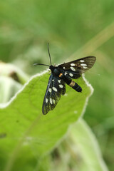 Sticker - nine-spotted moth on a leaf in the wild, closeup of photo