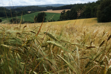 Sticker - Wheat field in the countryside 