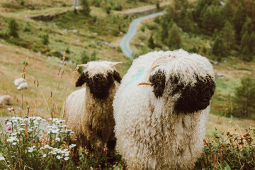 Grazing Sheep in Meadow