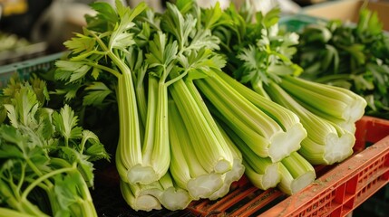 Canvas Print - Market green vegetable fresh organic celery bulb