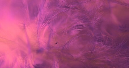 Wall Mural - Abstract animated vibrant pink feathers background