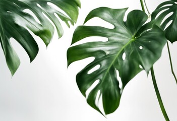 isolated plant banner green white monstera copy tropical pattern leaves floral space copyspace treebranch foliage