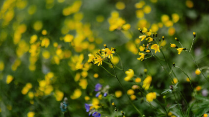 Wall Mural - field of dandelions