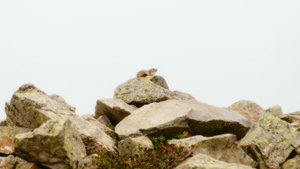 Canvas Print - stone on the rocks