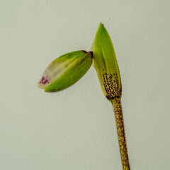 Wall Mural - Close up of a flower bud of Paphiopedilum, Lady`s Slipper. Venus slipper or Callosum orchid (Paphilopedium)

