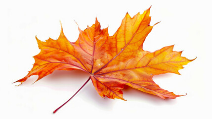 Wall Mural - vibrant autumn maple leaf isolated on white background
