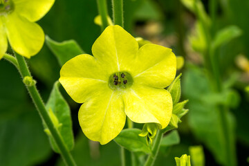 Nicotiana 'Lime Green' a summer flowering plant with a lime green summertime flower commonly known as tobacco plant, stock photo gardening image