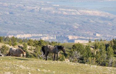 Wall Mural - Wild Horses in the Pryor Mountains Montana in Summer