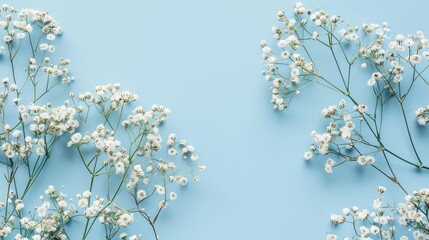 Wall Mural - Gypsophila flowers on soft blue backdrop in flat lay style with space for text