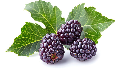 Wall Mural - Mulberry berry with leaf isolated on white background macro