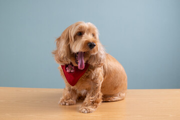 Wall Mural - Cocker spaniel dog yawning and sitting on wooden table, isolated on blue background. Happy brown fur small doggie play on floor. Cute pet with red scarf. Golden furry Cockapoo banner studio portrait