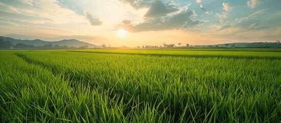 Wall Mural - empty rice fields in the pre-winter season with a clear view of the horizon offer a serene copy spac