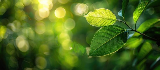 Poster - Close-up nature view of a green leaf with blurred background for wallpaper, featuring gentle bokeh from green trees and plants around the leaf with copy space image.