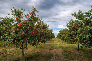 Wall Mural - Ripening cherries on orchard tree