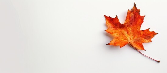 Wall Mural - Fallen maple leaf on a white background, perfect as a copy space image.