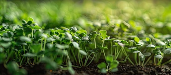 Wall Mural - Fresh organic radish microgreens perfect for salads, detox, and healthy eating with selective focus on a copy space image.