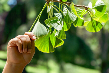 A person exploring nature touching green leaves