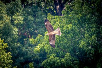 Sticker - eagle in flight