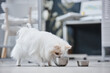 © Seventyfour - Background image of white purebred pomeranian dog enjoying nutritional food eating out of steel bowl in veterinary office with bright interior, copy space