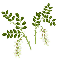 black locust, false acacia, vector drawing tree branch with flowers and green leaves isolated at whi