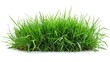 © baharohi - Closeup of Lush Green Grass Against White Background