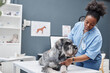 © Seventyfour - Shot of gray schnauzer lying on examination table while female African American veterinarian listening to dogs heart using stethoscope against blue wall in clinic, copy space