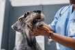 © Seventyfour - Low-angle shot of schnauzer dogs jaws being examined by female veterinarian of African American ethnicity in vet clinic