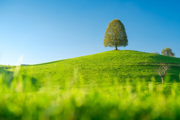 Wall Mural - nature. soft sunlight over a meadow. a tree on top of a hill. fresh and lush grass in a field. a nat