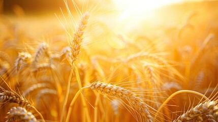 Canvas Print - Golden Wheat Field at Sunset