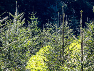 Canvas Print - Wiederaufforstung im Mischwald durch anpflanzen von jungen Bäumen