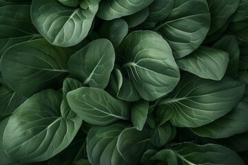 Sticker - Close-up view of multiple green bok choy leaves delicately overlapping, Bok choy leaves delicately overlapping in a serene composition