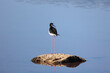 © leomalsam - Black Necked Stilt at the Great Salt Lake