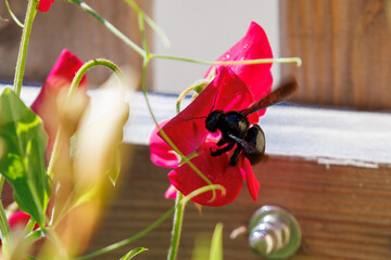 Wall Mural - A violet carpenter bee collecting pollen and nectar on sweet pea flowers in a garden