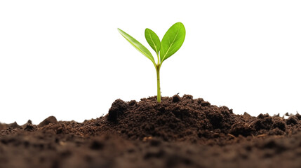 Young green plant growing out of black soil transparent background.