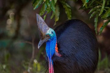 Wall Mural - Southern cassowary (Casuarius casuarius)