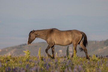 Wall Mural - Beautiful Wild Horse in the Pryor Mountains Montana in Summer