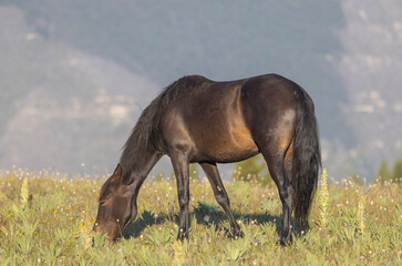 Wall Mural - Beautiful Wild Horse in the Pryor Mountains Montana in Summer