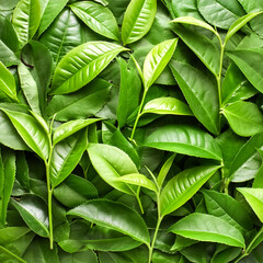 Full frame background fresh young tea leaves. fresh young tea leaves background, close up. Background texture and pattern fresh young tea leaves. flat lay. top of views