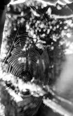 cobweb in the garden in black and white