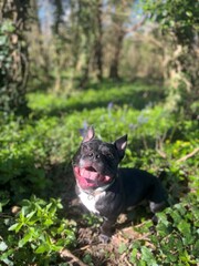 Puppy in the woods