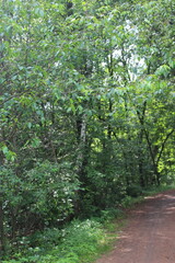 Wall Mural - footpath in the forest