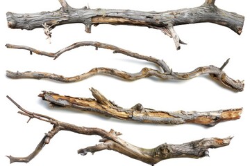 A bundle of tree branches lying flat on a white surface, suitable for various uses such as photography props or design elements