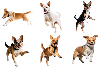 Poster - A set of six different dogs are jumping in the air, PNG with transparent background, AI