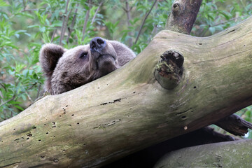 Canvas Print - big tree trunk and Brown Bear, Ursus arctos, close up