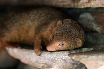 Wall Mural - mongoose (helogale parvula) close up view