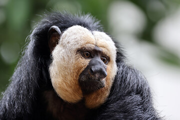 Sticker - The white-faced saki (Pithecia pithecia), called the Guianan saki and the golden-faced saki